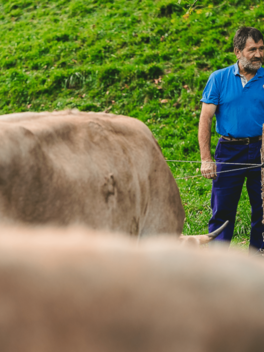 ganadero con vacas